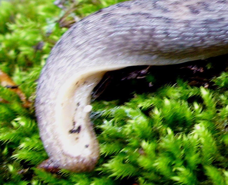 Limax dal Cilento (SA) M. Gelbison 1700 m